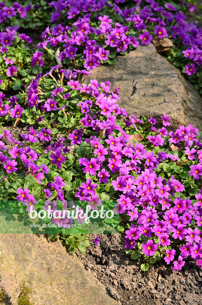 519129 - Purple primrose (Primula juliae)