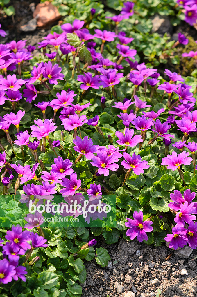 519131 - Purple primrose (Primula juliae)
