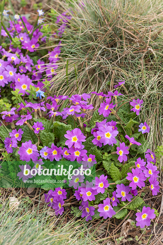 664327 - Purple primrose (Primula juliae)