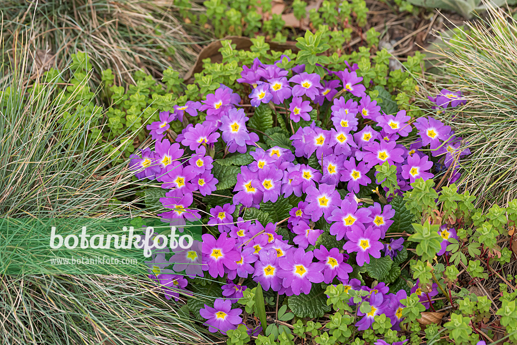 664328 - Purple primrose (Primula juliae)