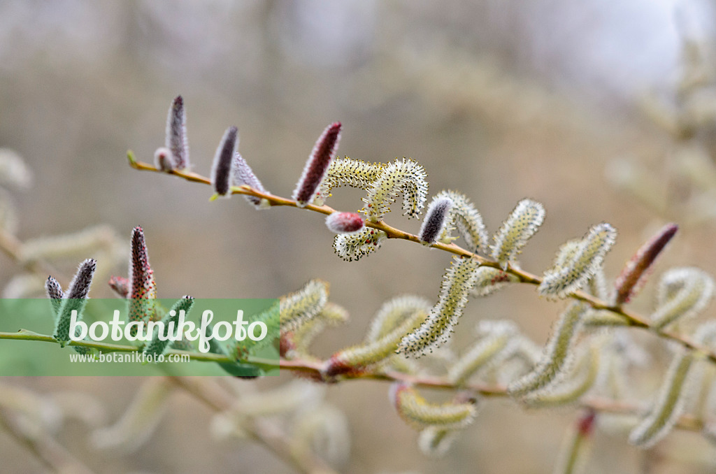 555007 - Purple willow (Salix purpurea)