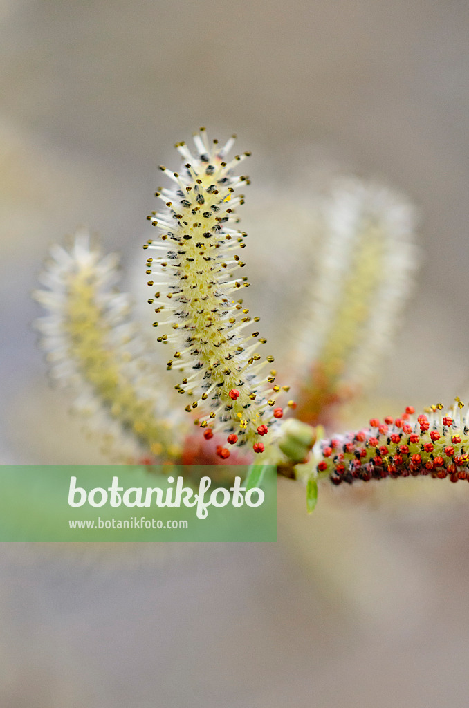 555008 - Purple willow (Salix purpurea)
