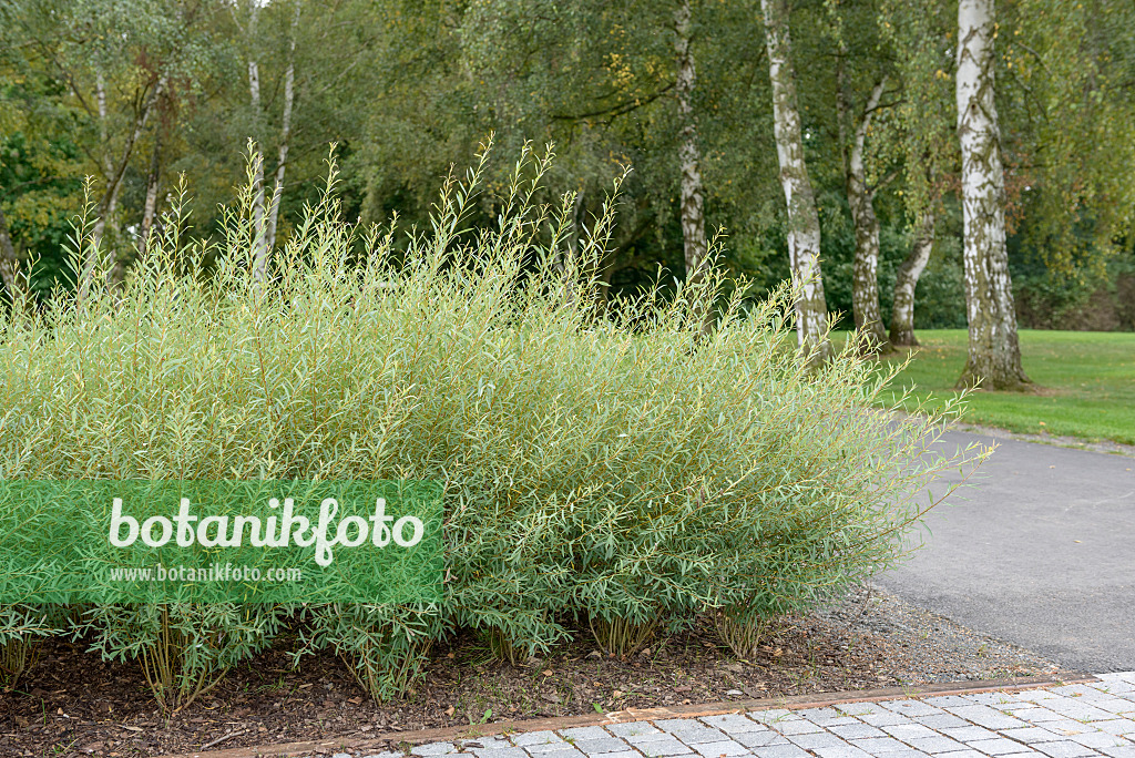547292 - Purple willow (Salix purpurea 'Nana')