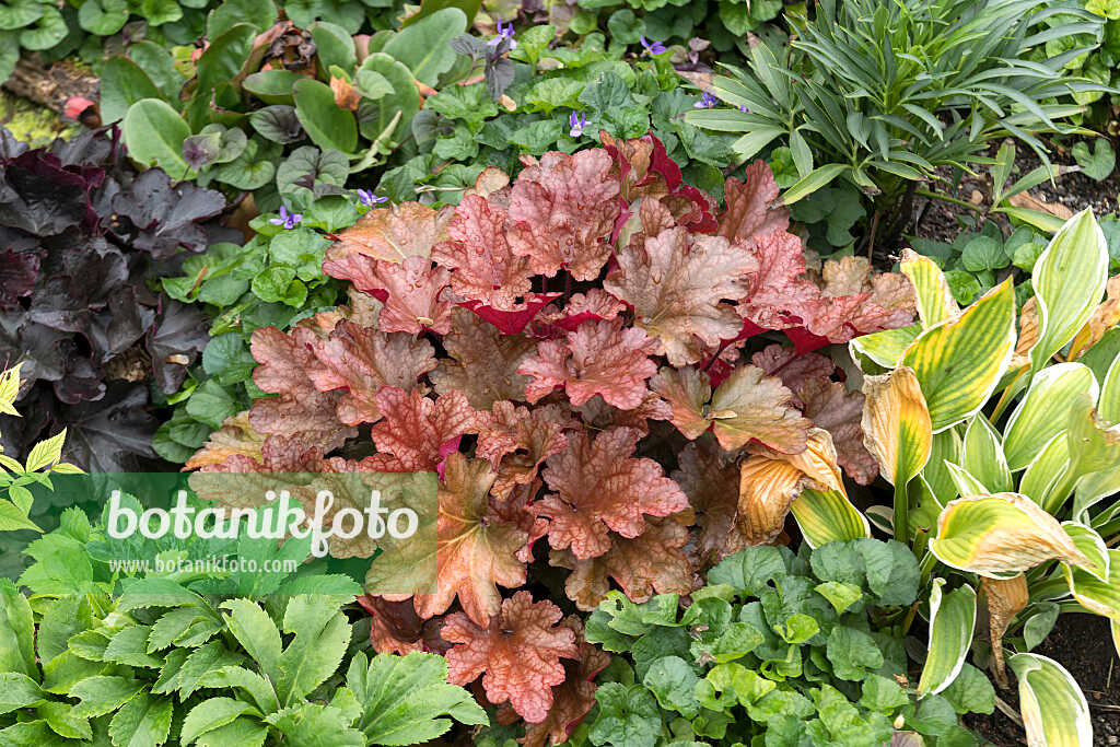 675079 - Purpurglöckchen (Heuchera micrantha 'Peach Flambé')