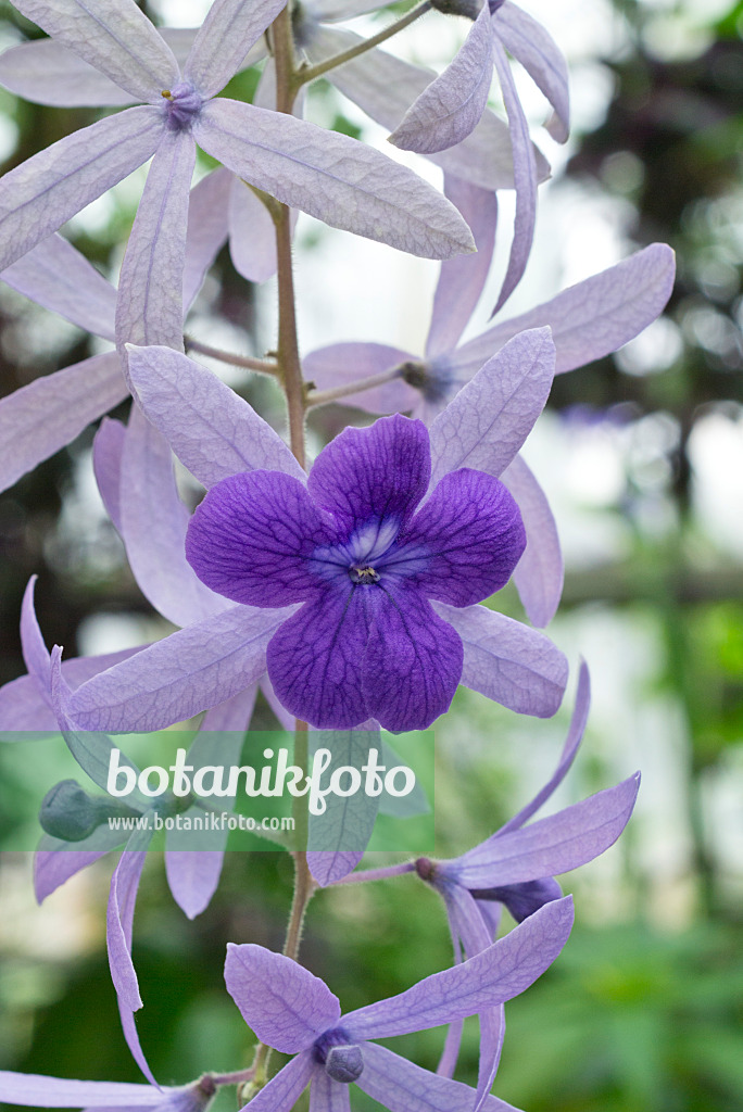 608060 - Purpurkranz (Petrea volubilis)