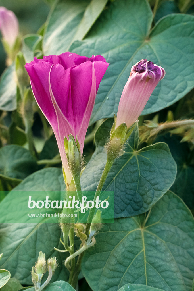 366064 - Purpurne Prunkwinde (Ipomoea purpurea)