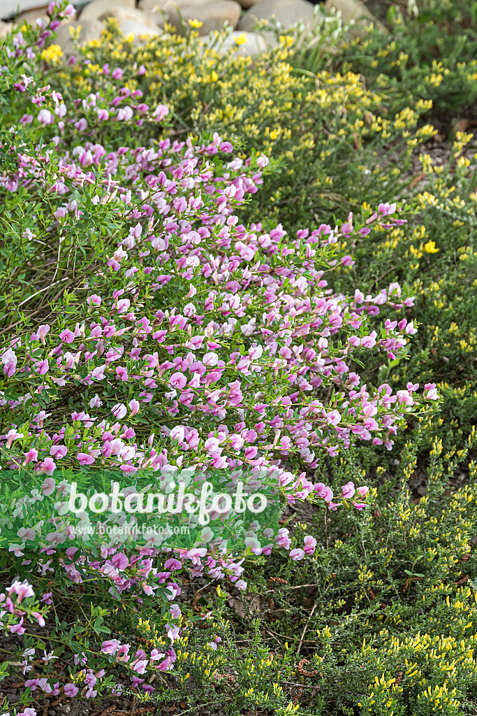 651166 - Purpurroter Zwergginster (Chamaecytisus purpureus)