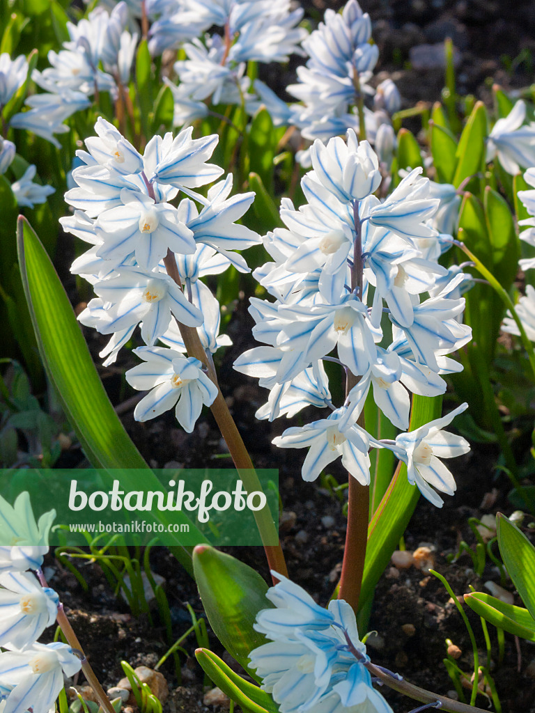 400031 - Puschkinia scilloides
