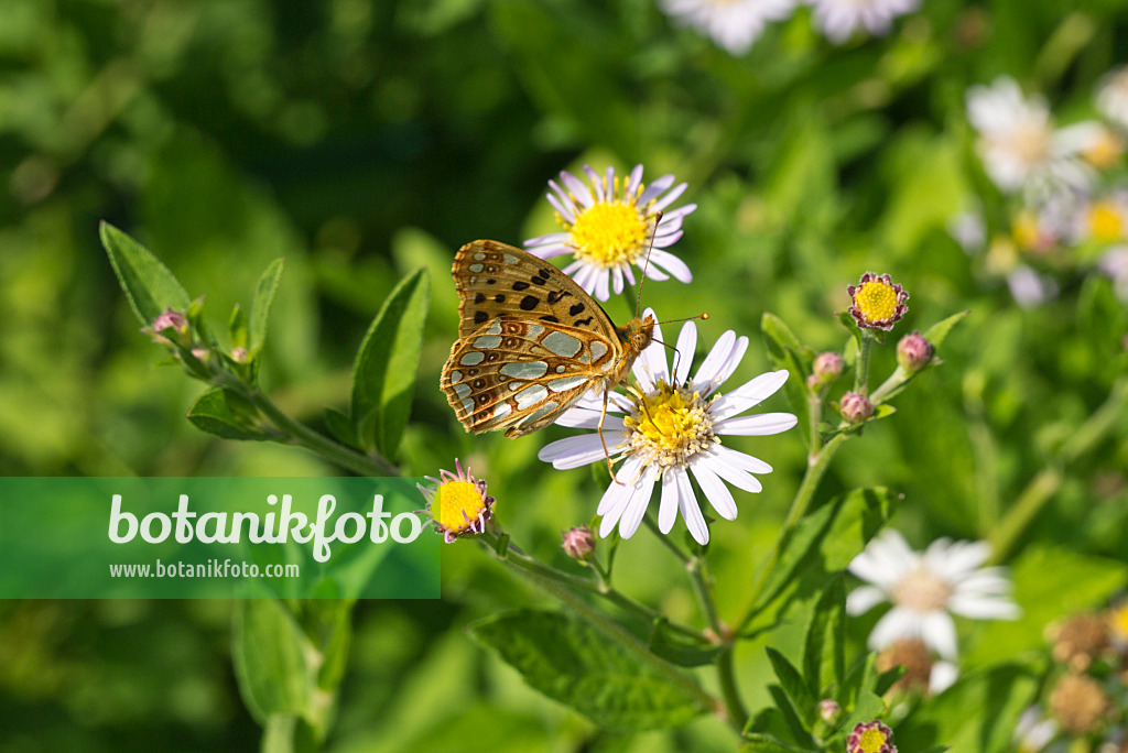 595023 - Queen of Spain fritillary (Issoria lathonia)