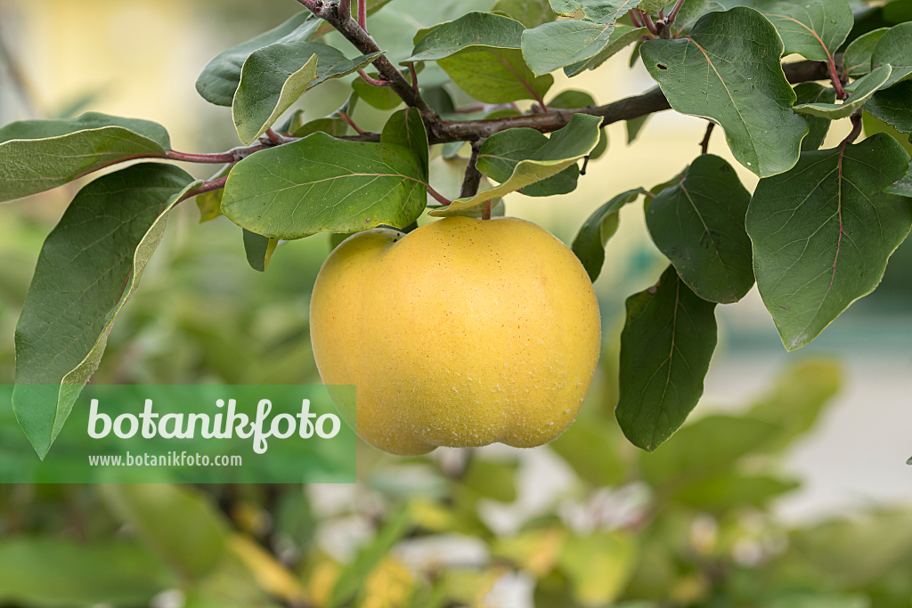 664111 - Quince (Cydonia oblonga 'Konstantinopeler')