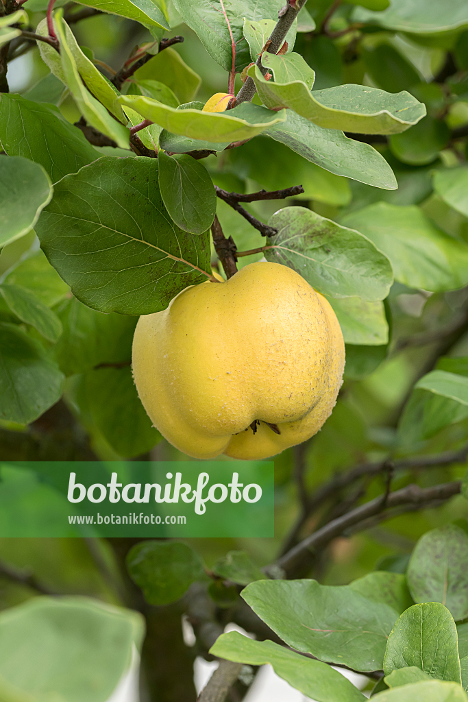 664112 - Quince (Cydonia oblonga 'Konstantinopeler')