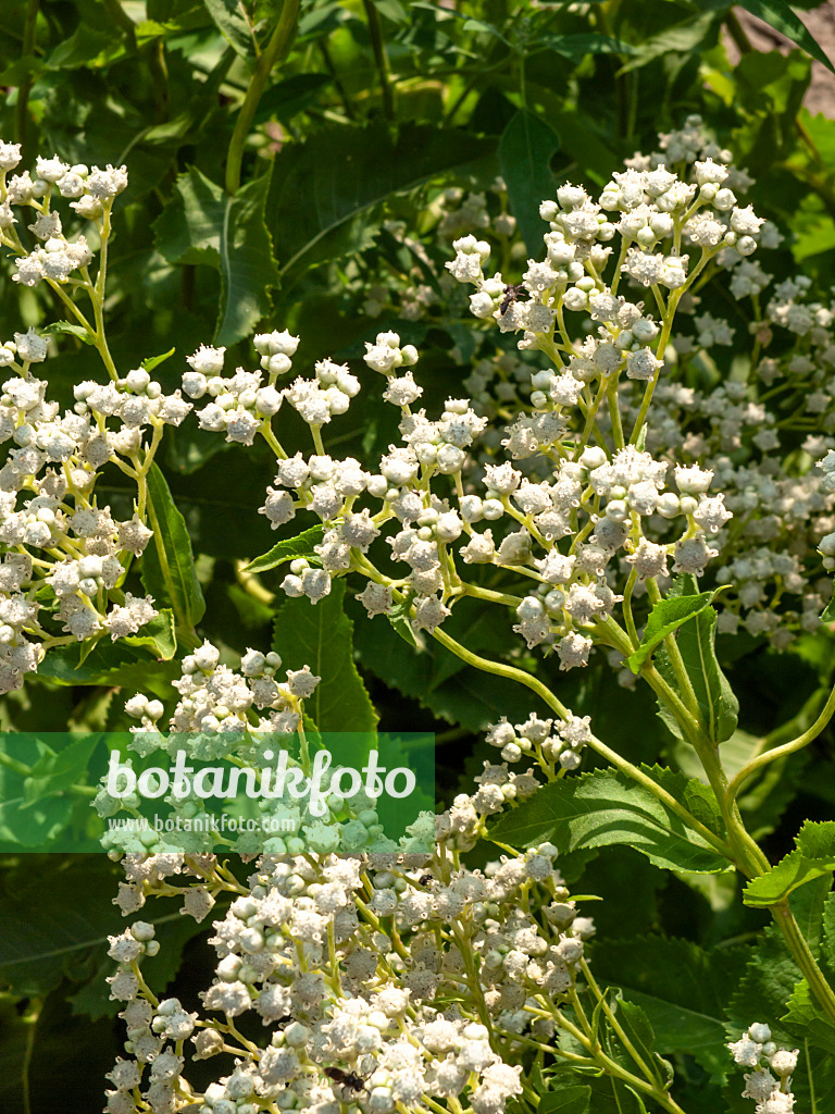 439376 - Quinine sauvage (Parthenium integrifolium)