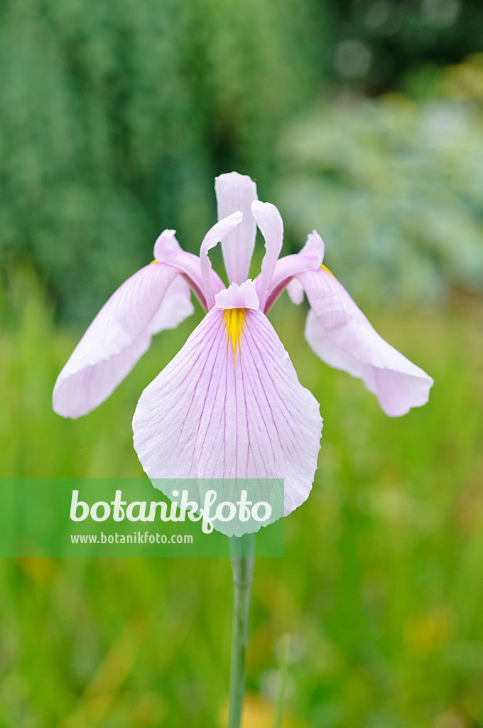 486099 - Rabbit-ear iris (Iris laevigata 'Rose Queen')