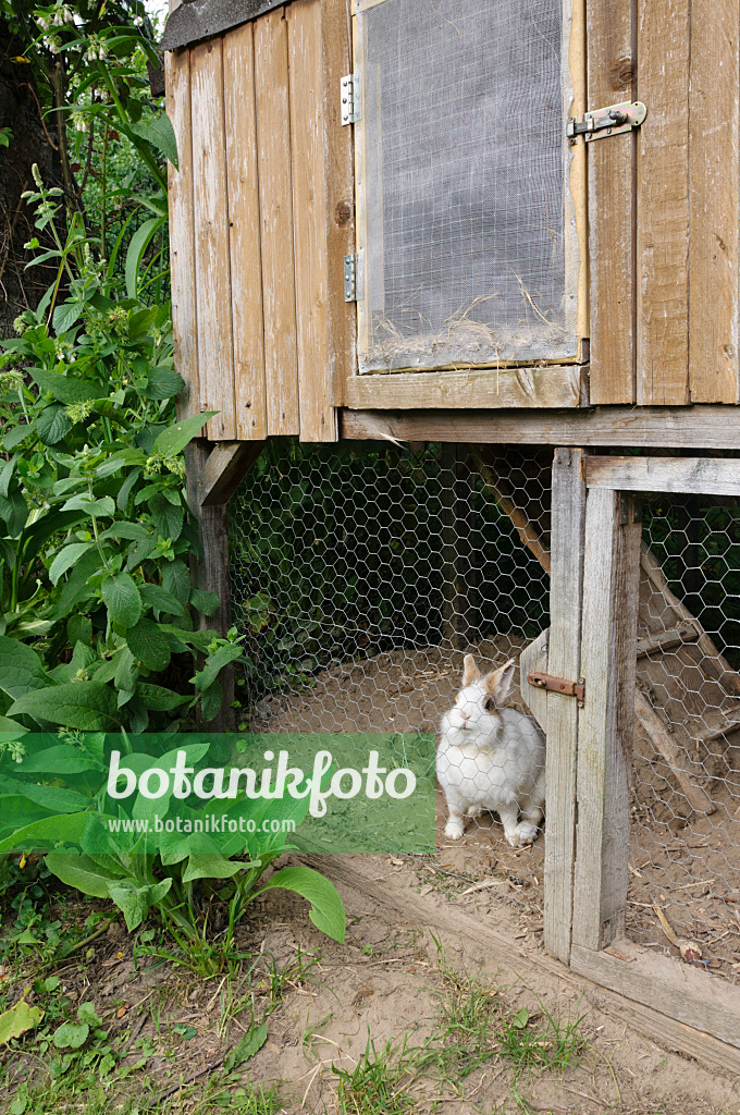 474126 - Rabbit hutch in a natural garden