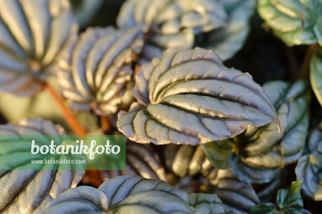 477119 - Radiator plant (Peperomia griseoargentea)