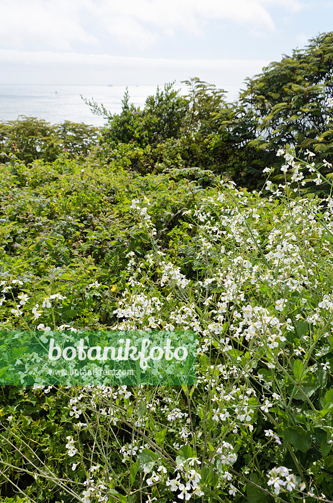 508461 - Radis (Raphanus sativus)