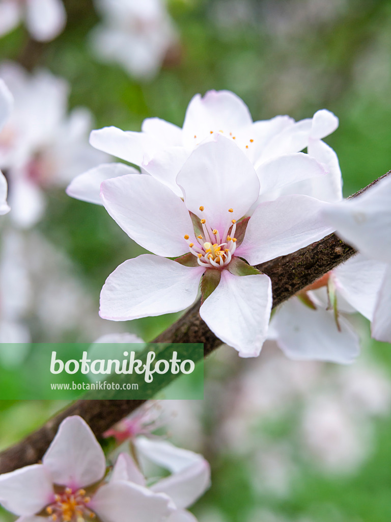 436266 - Ragouminier (Prunus tomentosa)