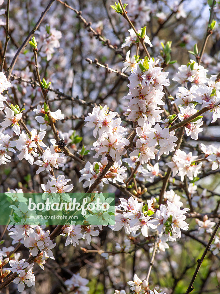 447034 - Ragouminier (Prunus tomentosa)