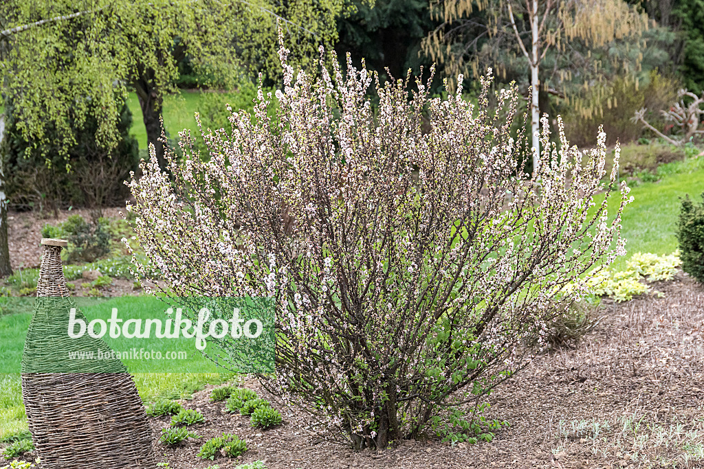 651451 - Ragouminier (Prunus tomentosa)