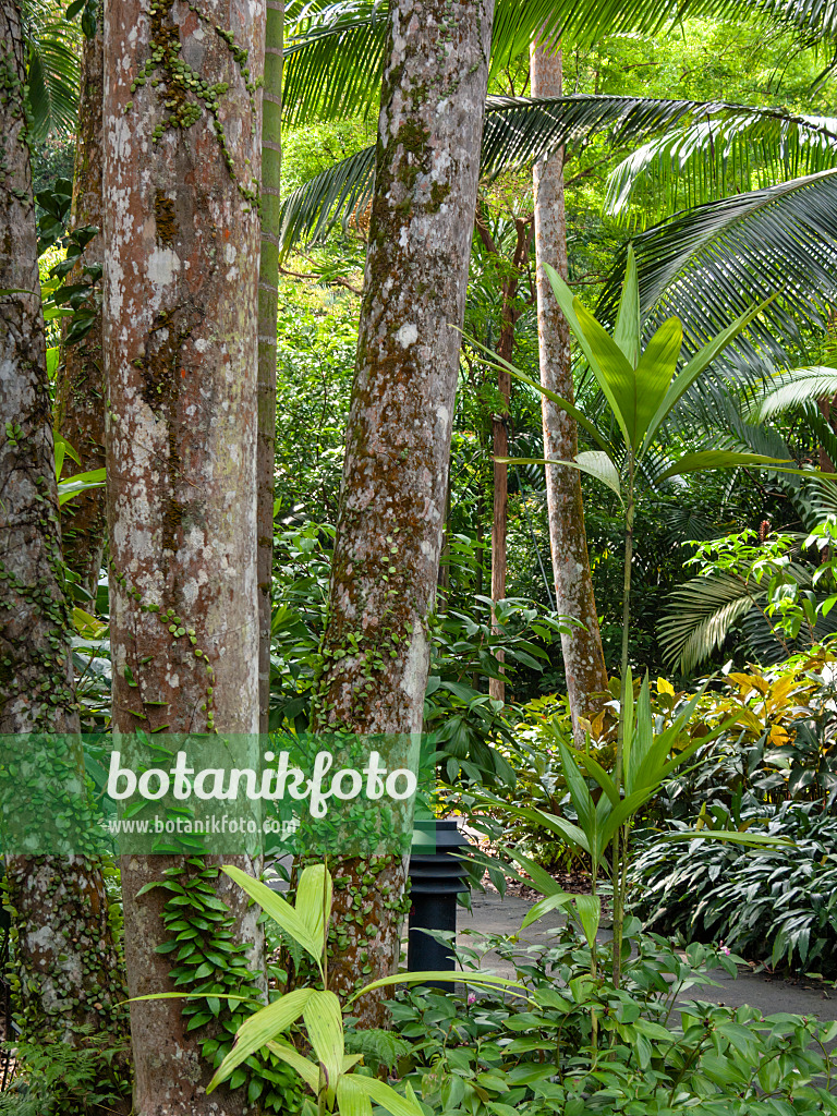 411179 - Rain forest