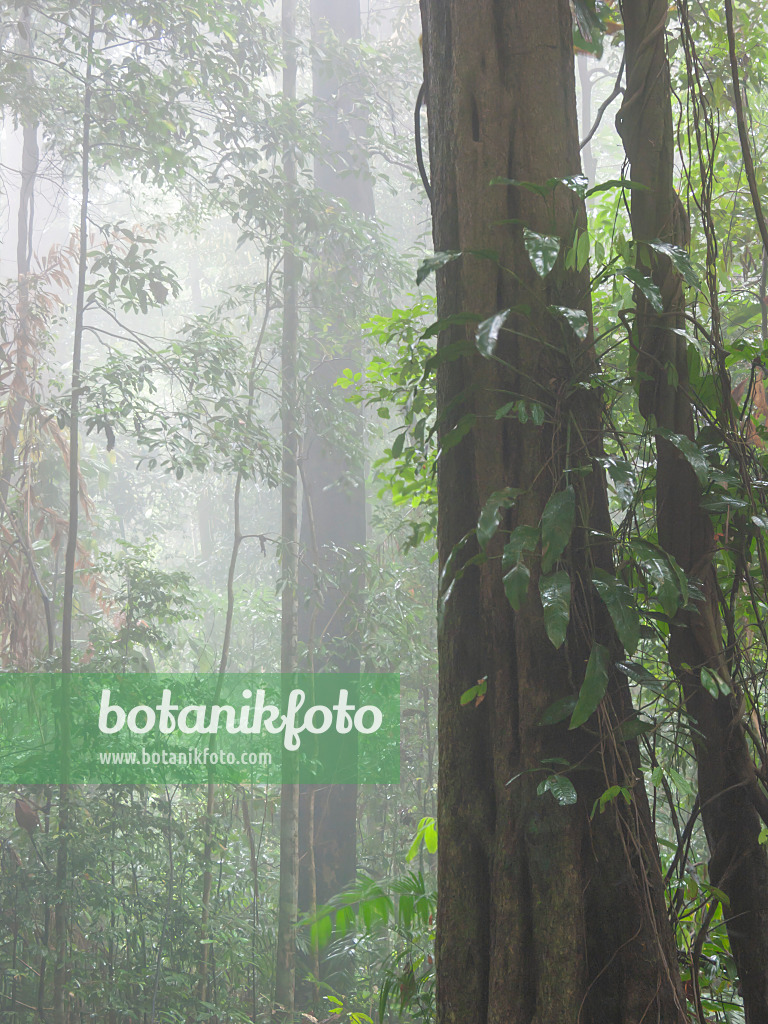 411032 - Rain forest, Bukit Timah Nature Reserve, Singapore