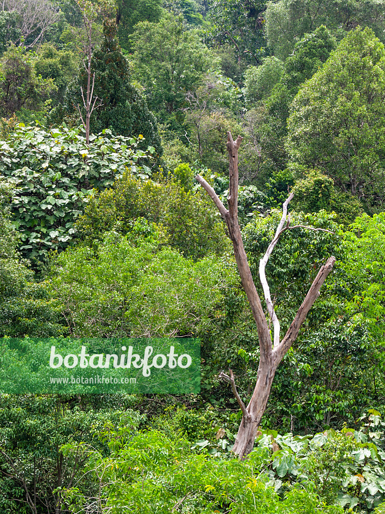 411261 - Rain forest, Central Catchment Nature Reserve, Singapore