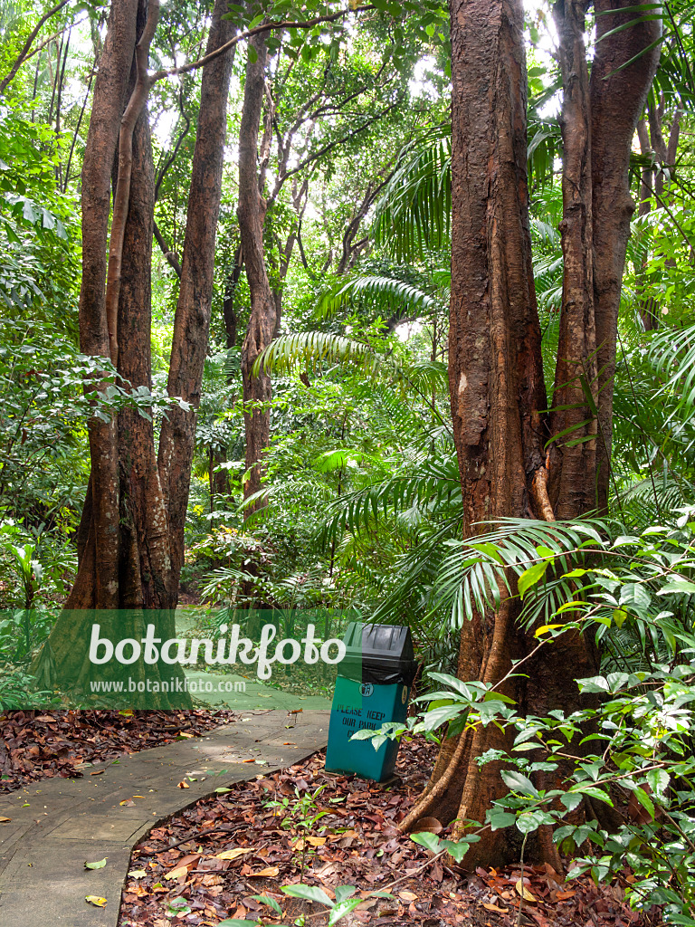 411067 - Rain forest, Labrador Park, Singapore