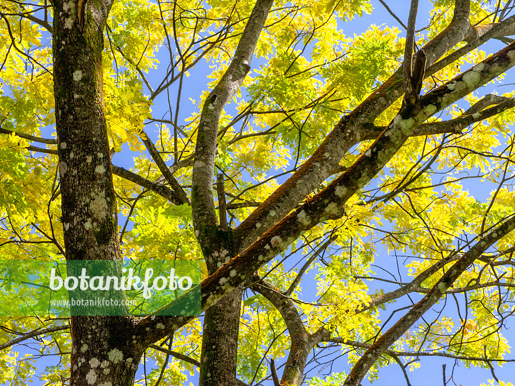 434052 - Rain tree (Albizia saman 'Yellow')