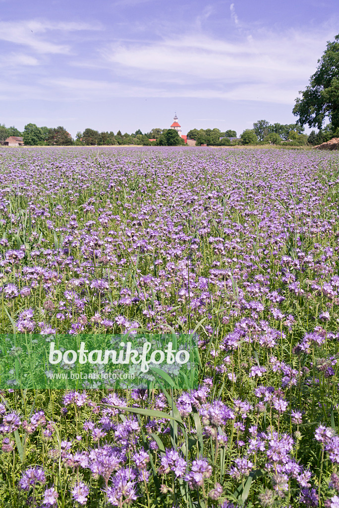 572108 - Rainfarnphazelie (Phacelia tanacetifolia)