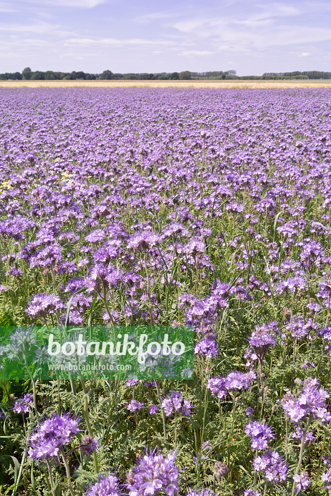 572112 - Rainfarnphazelie (Phacelia tanacetifolia)