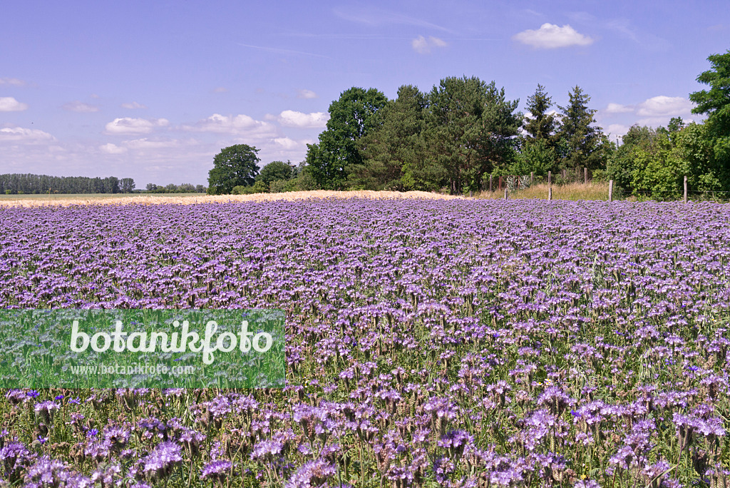 572116 - Rainfarnphazelie (Phacelia tanacetifolia)