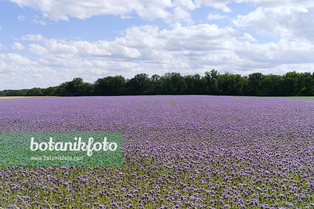 671014 - Rainfarnphazelie (Phacelia tanacetifolia)