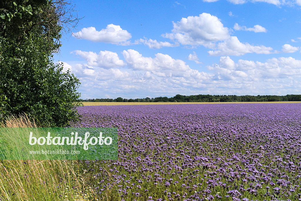 671015 - Rainfarnphazelie (Phacelia tanacetifolia)