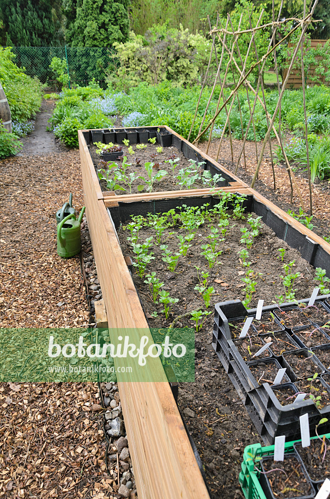 520135 - Raised bed with seedlings