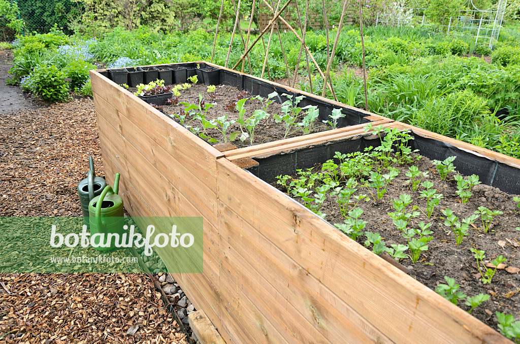 520136 - Raised bed with seedlings