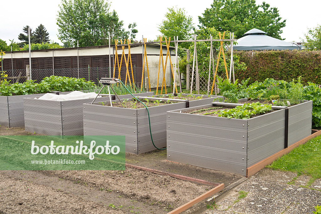 532007 - Raised beds with bean poles and sprinklers in an allotment garden
