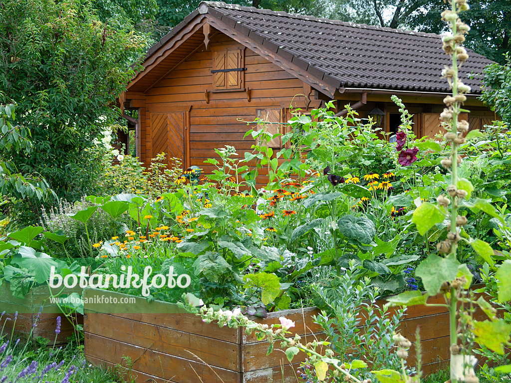 523292 - Raised beds with cultivated plants and flowers in front of a summerhouse in an allotment garden