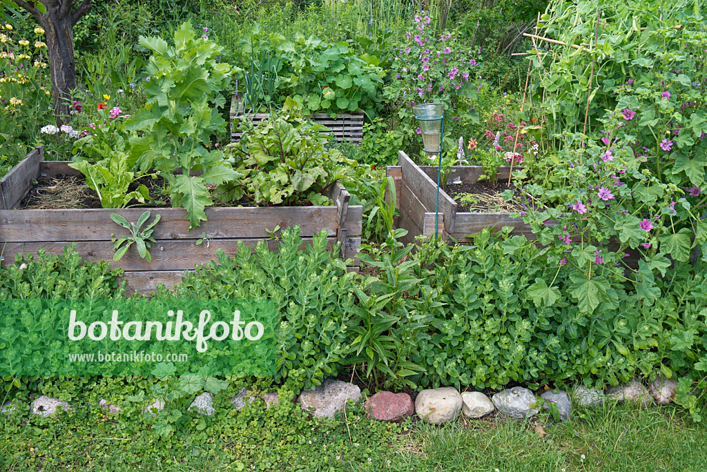 534244 - Raised beds with vegetables