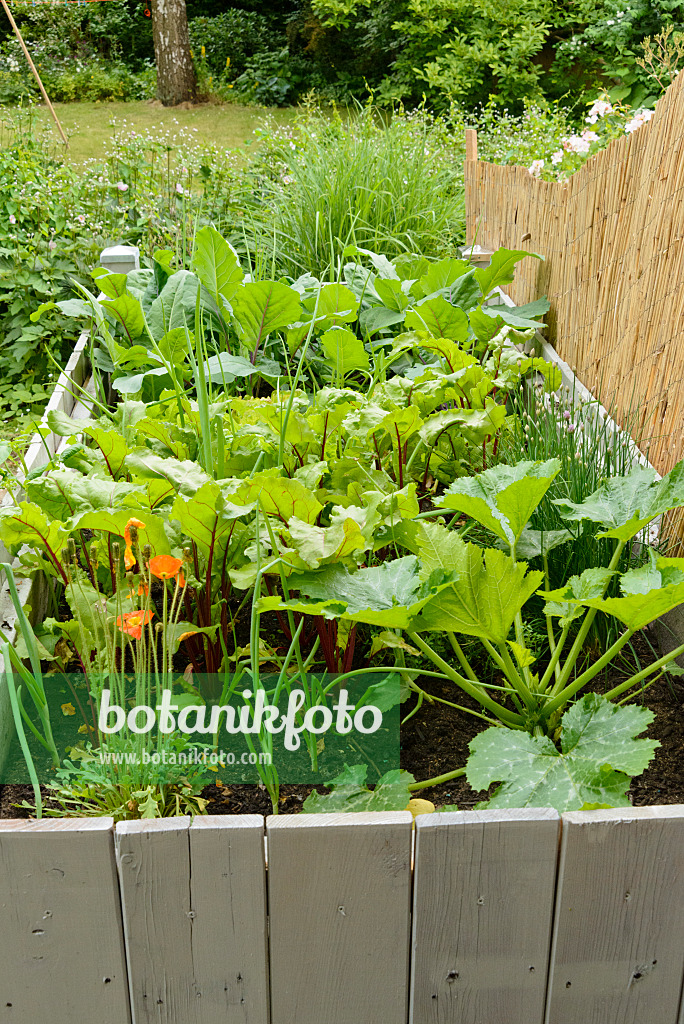 558265 - Raised beds with vegetables