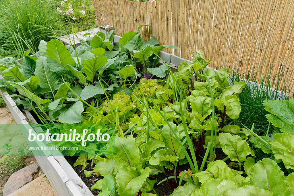 558266 - Raised beds with vegetables