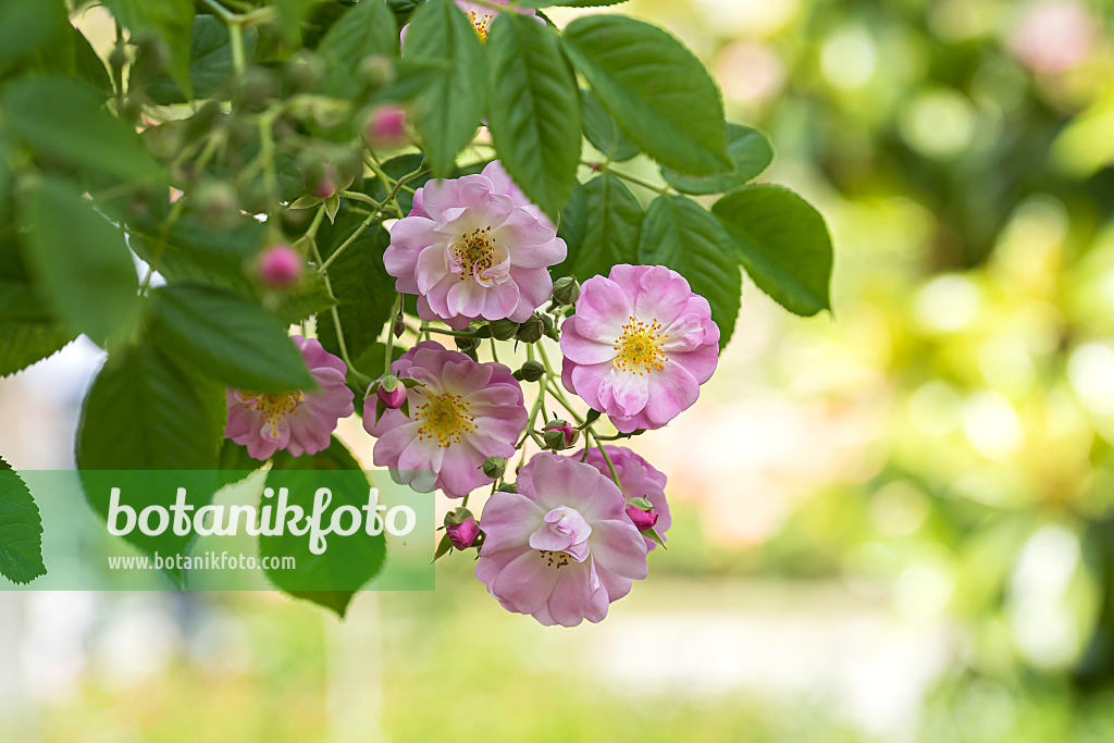 651487 - Rambler (Rosa Apple Blossom)