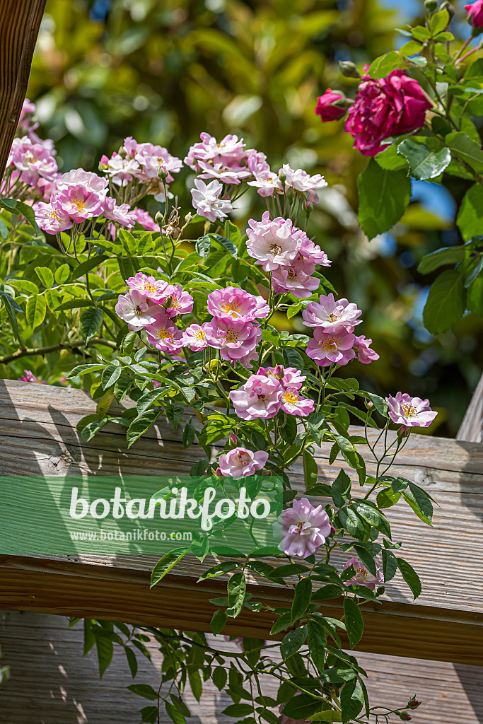 651488 - Rambler (Rosa Apple Blossom)