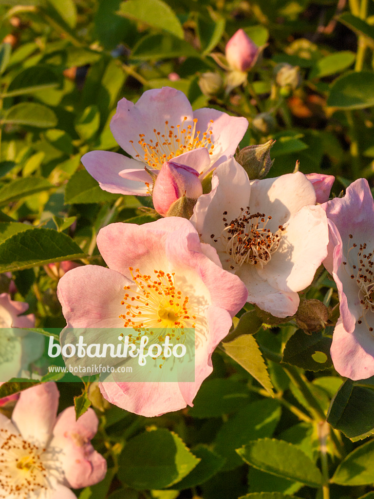 402062 - Rambler (Rosa Kew Rambler)