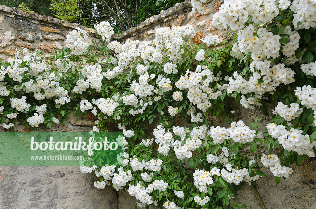 521340 - Rambler (Rosa Lykkefund)