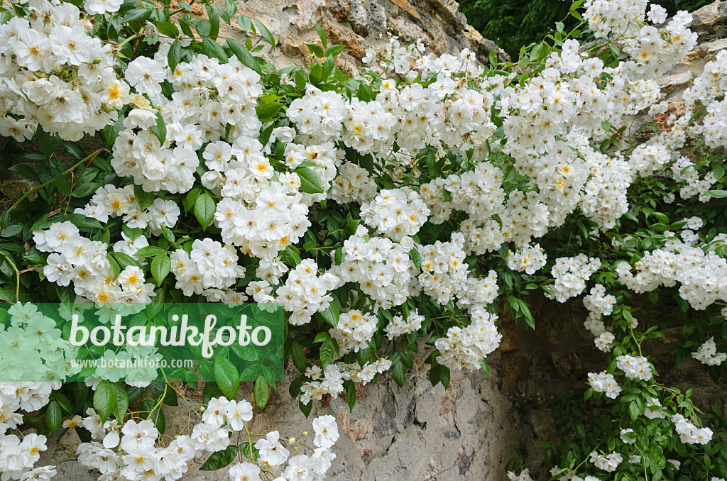521341 - Rambler (Rosa Lykkefund)