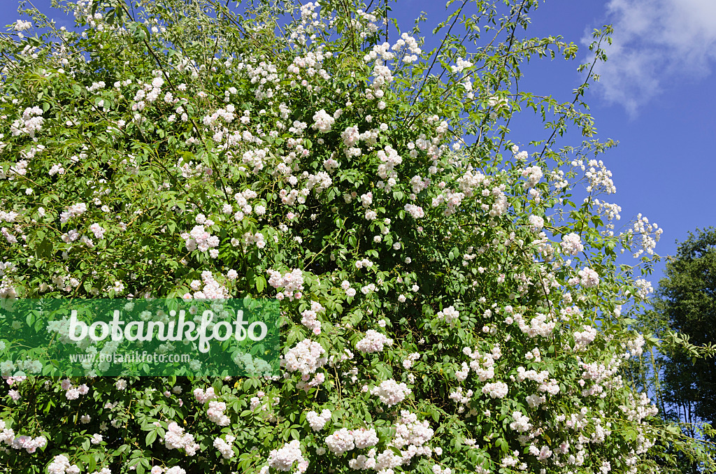 521278 - Rambler (Rosa Paul's Himalayan Musk)