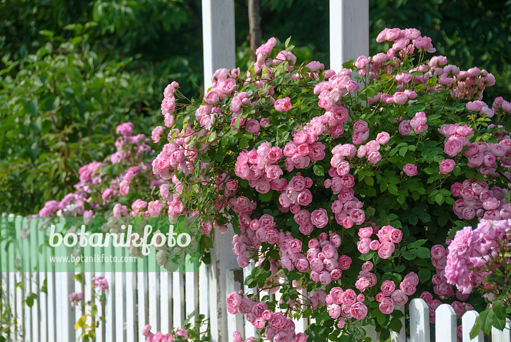 517412 - Rambler (Rosa Raubritter)