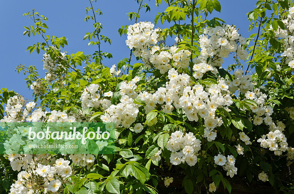 521122 - Ramblerrose (Rosa Bobby James)