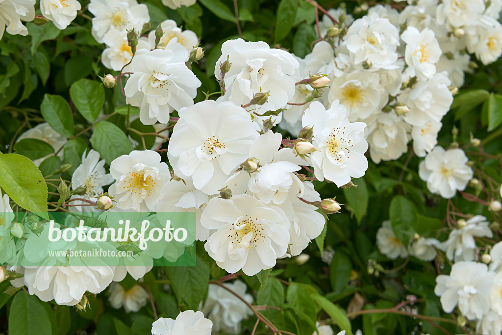 664393 - Ramblerrose (Rosa Bobby James)