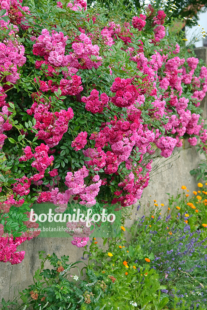 502415 - Ramblerrose (Rosa Super Excelsa)